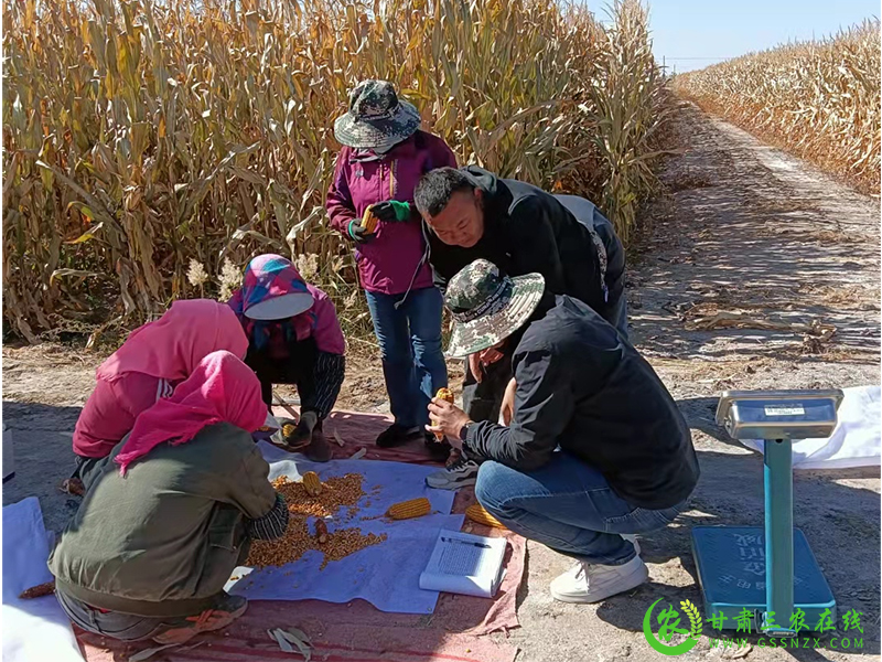 省农业技术推广总站对酒泉市玉米进行生产调查与测产
