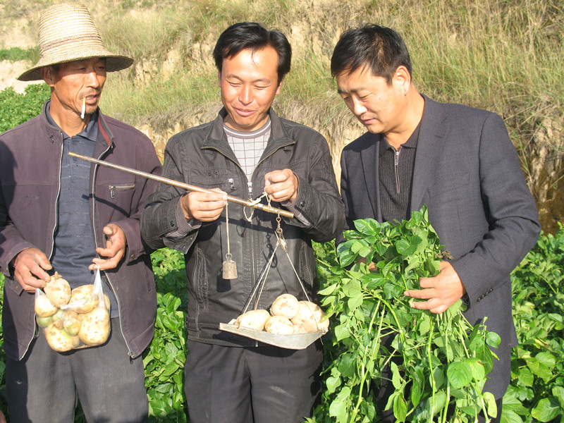 有为政府与定西马铃薯产业发展经验：新结构经济学的解读