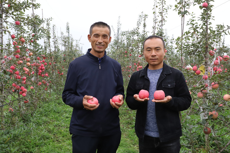 宁县“人类第四个苹果”