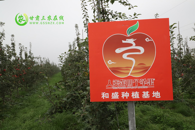 宁县“人类第四个苹果”