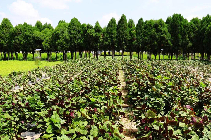 陇西县以绿色标准化种植引领中药材产业高质量发展