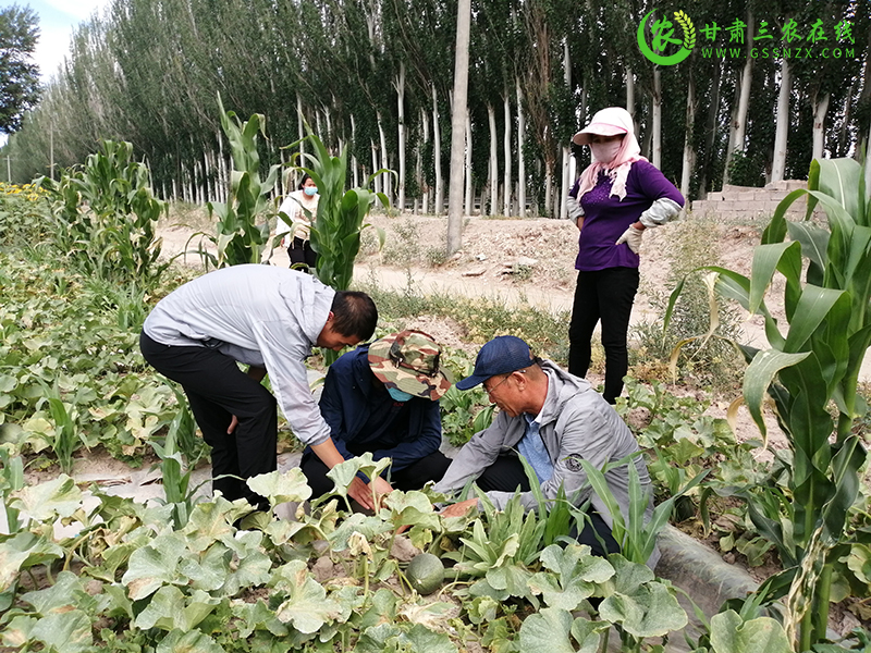 瓜州县农技中心全面加强植物检疫  防治有害生物传播蔓延