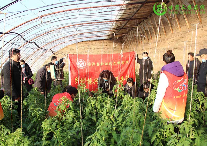 临泽：冬日无闲谋发展 科技助农促振兴