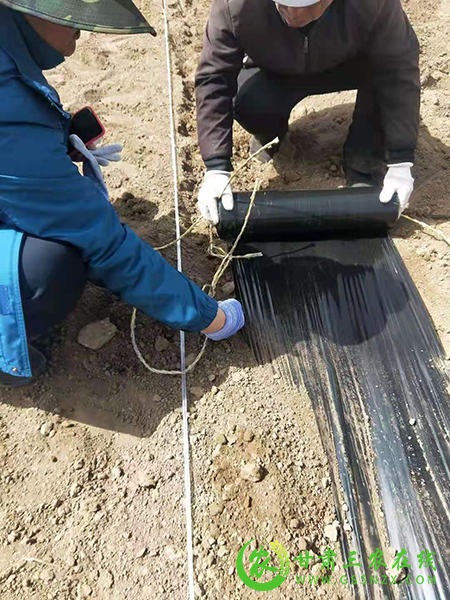 省经作站多举并行加强技术服务培训推进经作产业提质增效