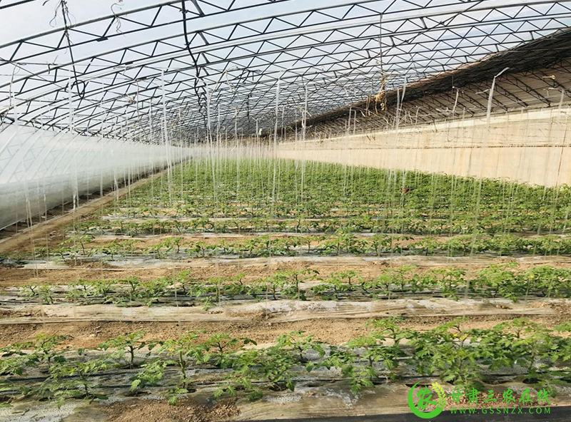 酒泉市科技特派员赴玉门市开展戈壁日光温室轻简自控技术指导