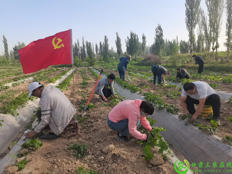 敦煌市农技中心：科技培训抓落实 乡村振兴赋新能