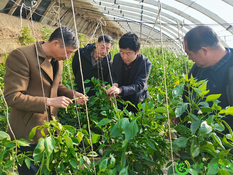 敦煌市农技中心：科技培训抓落实 乡村振兴赋新能