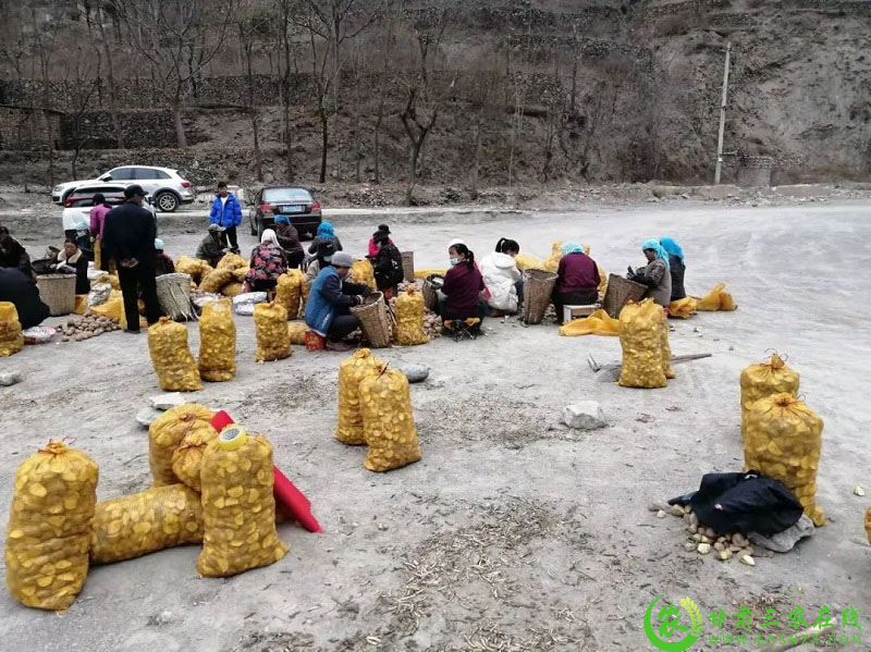 奋进新征程 建功新时代——宕昌:千亩地膜冬播早熟马铃薯开播啦!