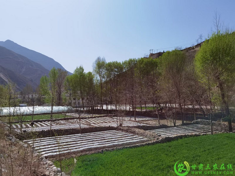 奋进新征程 建功新时代——宕昌:千亩地膜冬播早熟马铃薯开播啦!