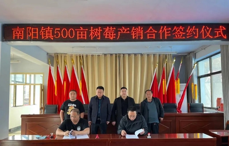 宕昌南阳镇: 不负春季好时光 订单树莓“钱”景旺