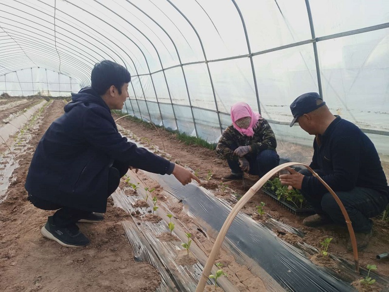 敦煌：三春生产正当时  科技人员服务忙