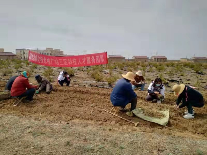 庆城县南庄乡党参苗收获正当时