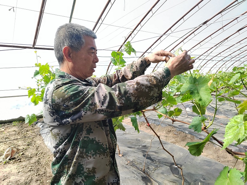 敦煌市七里镇：棵棵幼苗吐新绿  颗颗“绿珠”缀枝头