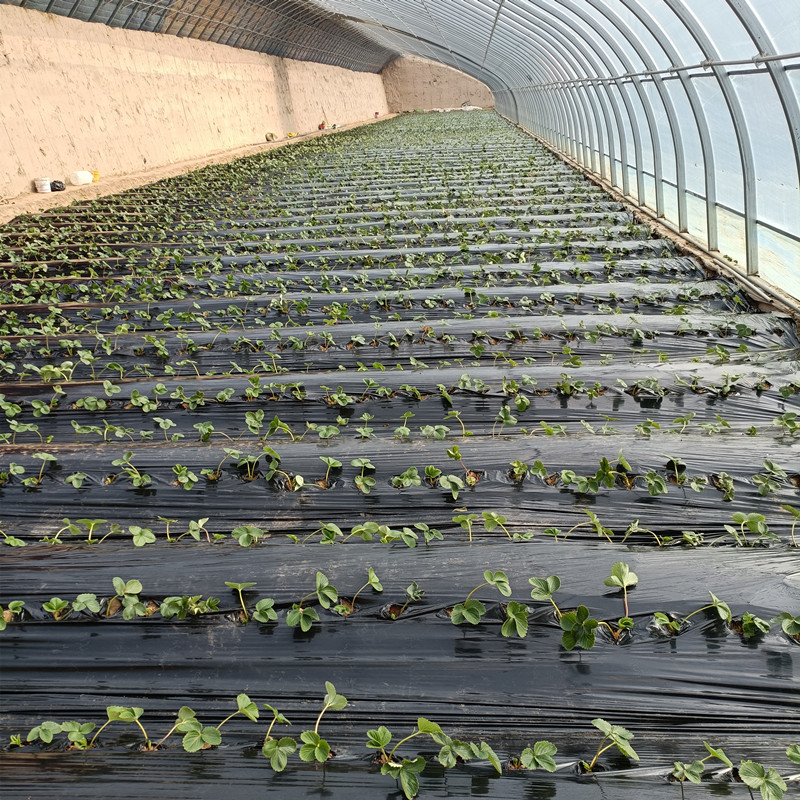 永靖县四到位确保旱作节水农业技术推广项目顺利完成