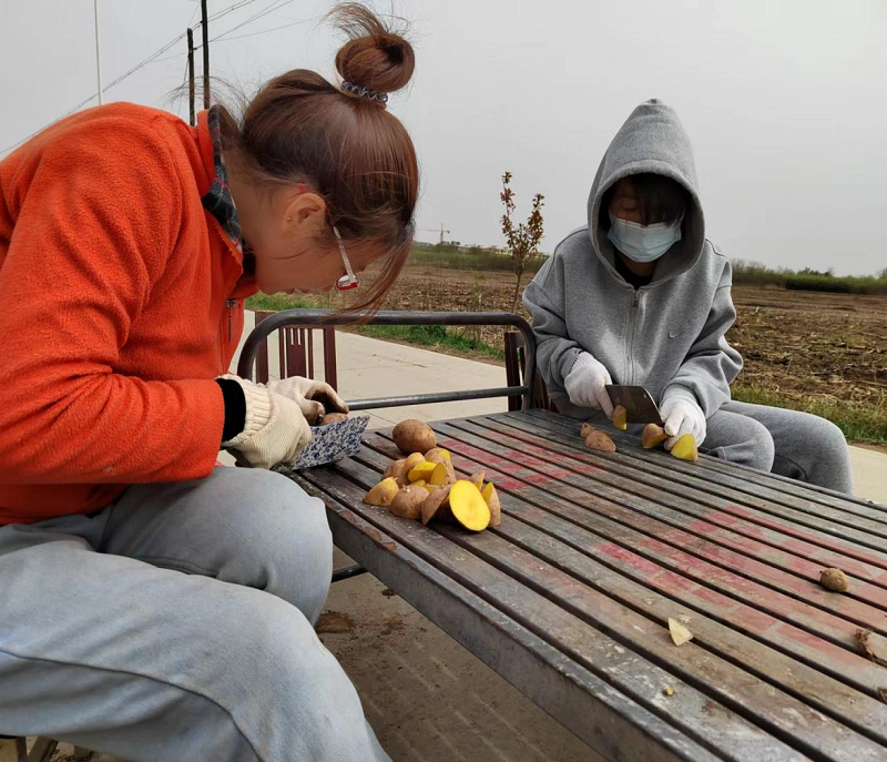雨后抢农时 田间春耕忙——正宁县农技中心组织开展马铃薯品比试验示范种植