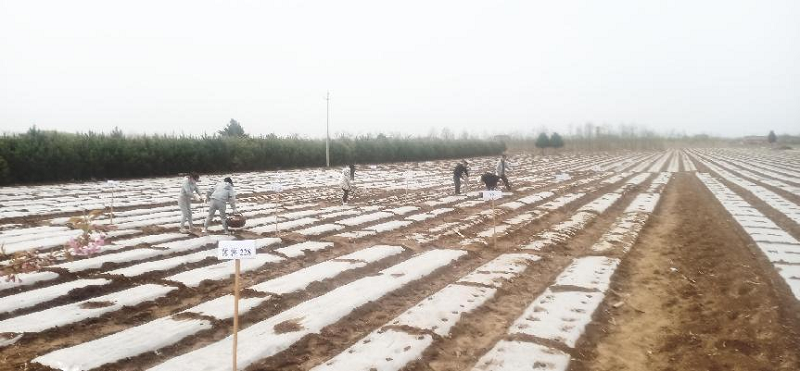 雨后抢农时 田间春耕忙——正宁县农技中心组织开展马铃薯品比试验示范种植