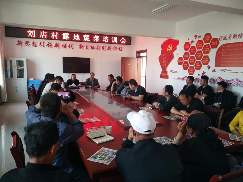 西峰发展露地蔬菜产业助力乡村振兴