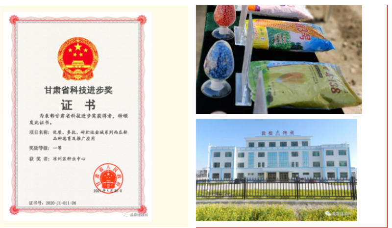 凉州区：加强良种保障 推动种业振兴