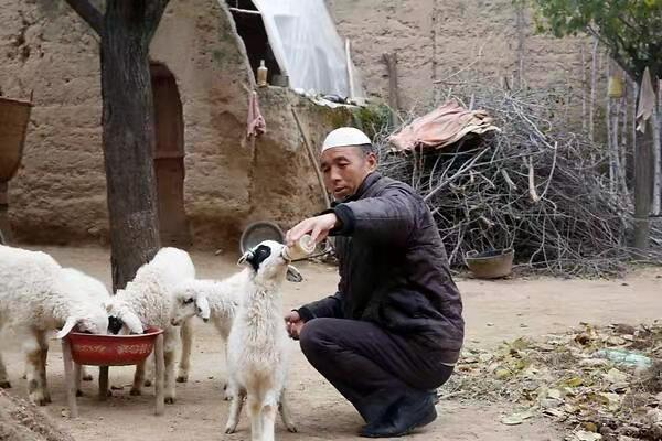 东乡贡羊