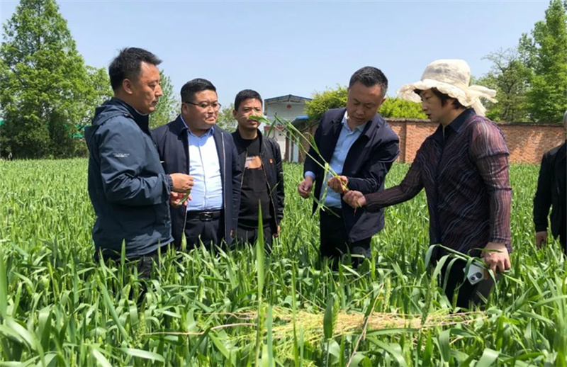 省农科院小麦研究所专家曹世勤调研指导徽县小麦生产
