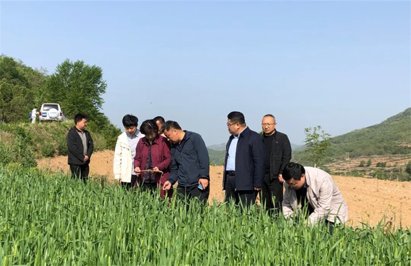 省农科院小麦研究所专家曹世勤调研指导徽县小麦生产