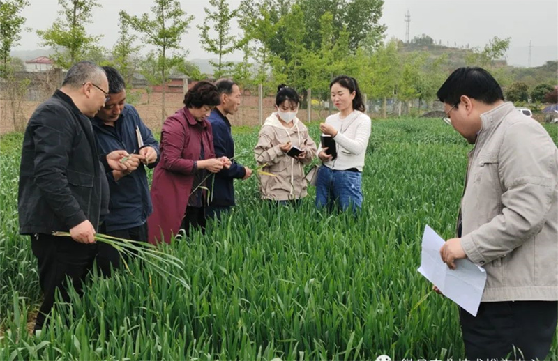 省农科院小麦研究所专家曹世勤调研指导徽县小麦生产