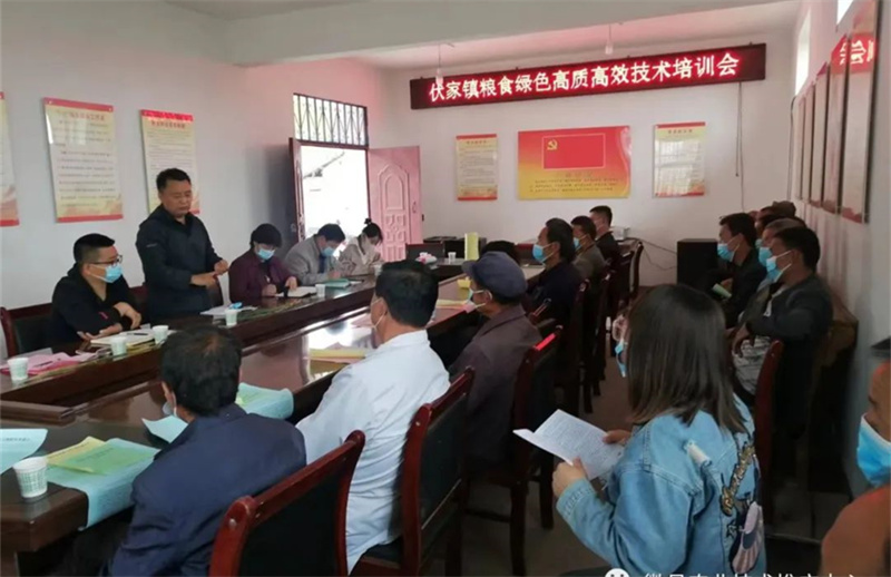 省农科院小麦研究所专家曹世勤调研指导徽县小麦生产