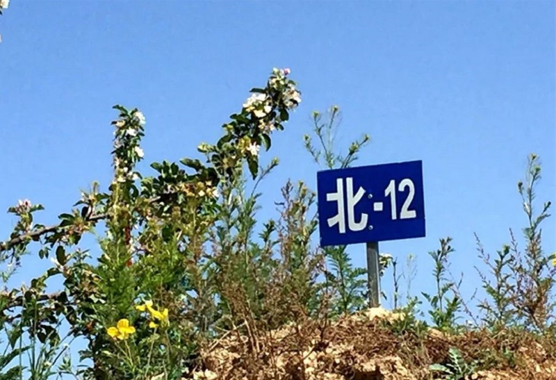 天水市麦积区 ：高接换头苹果成为群众增收致富的“黄金果”