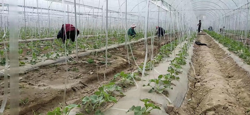瓜州：发展壮大设施农业 保障百姓“菜篮子”