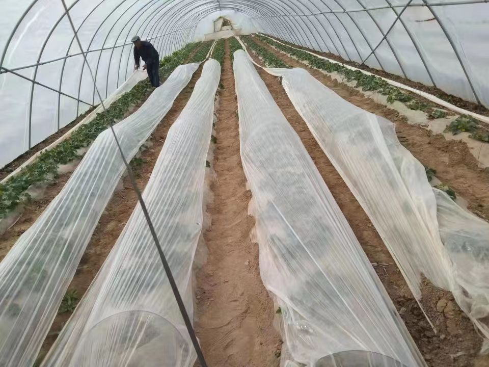 镇原县积极防范低温冻害全力保障农业安全