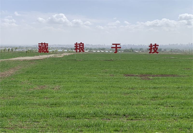 凉州区：立足高标准农田，打造“节水丰产”样板