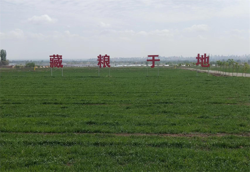 凉州区：立足高标准农田，打造“节水丰产”样板