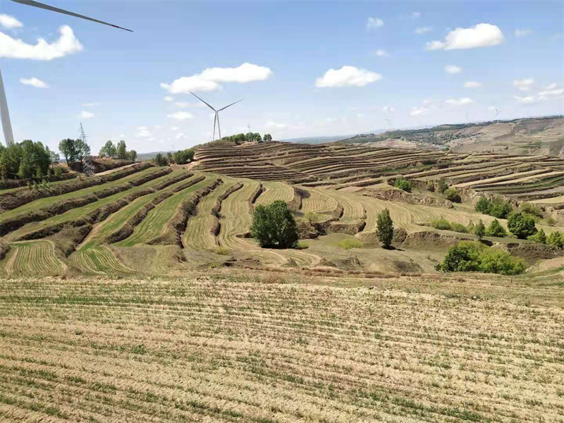 安定区：全力抓好粮食安全生产  积极做好小麦病虫害防控