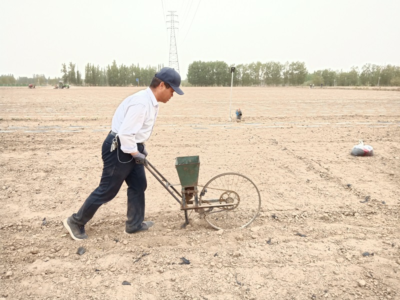 临泽县：有机·无机巧配合 化肥减量见实效