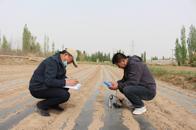 敦煌市全面落实不同厚度地膜及全生物降解地膜应用试验