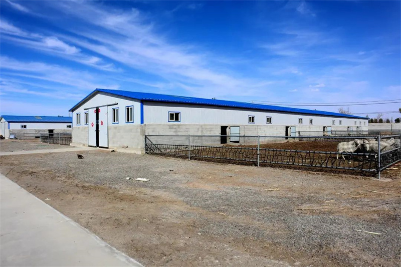 酒泉市金塔县：羊产业奏响乡村振兴新乐章