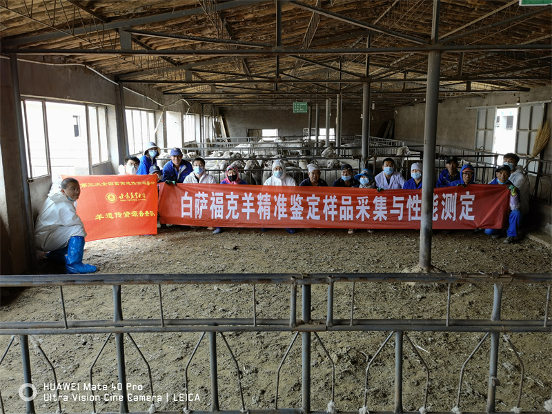 我省顺利完成无角陶赛特羊和白萨福克羊种资质源精准鉴定采样任务
