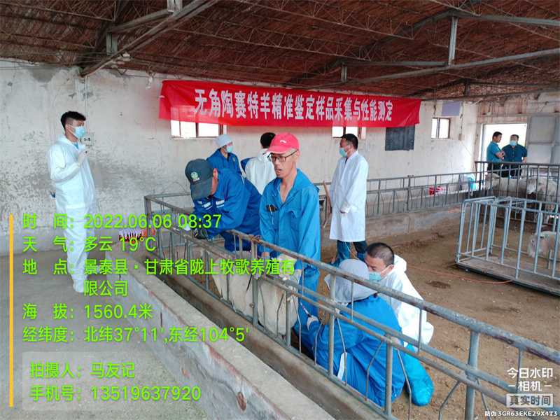 我省顺利完成无角陶赛特羊和白萨福克羊种资质源精准鉴定采样任务