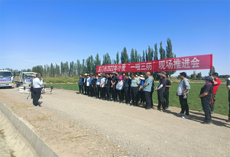 玉门市小麦“一喷三防”工作全面启动