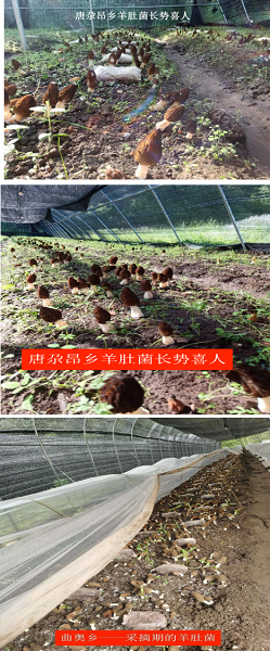 夏河县大力发展绿色循环农业助力乡村振兴