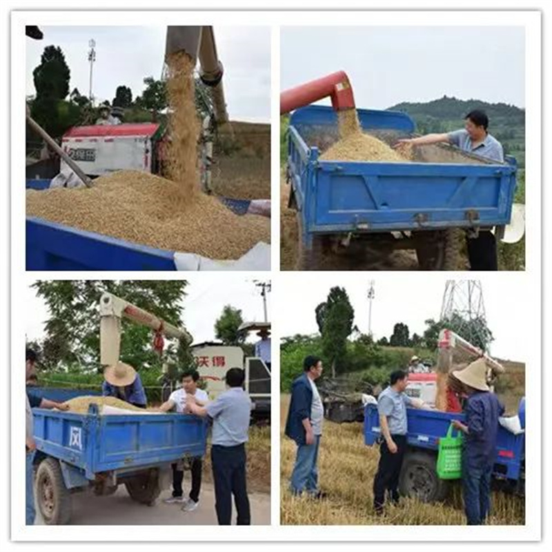 徽县 : 抓安全搞服务 确保夏粮颗粒归仓