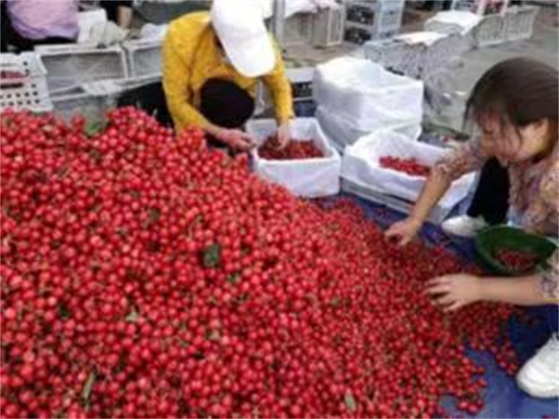 以迭代升级为引领 天水大樱桃产业实现产销两旺