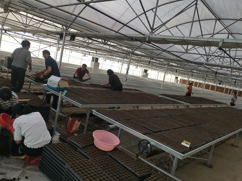 甘谷：打造蔬菜育苗基地  推动乡村产业振兴