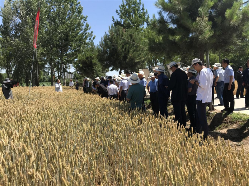 全省小麦绿色高效生产暨农技推广抓点示范观摩团在泾川县观摩