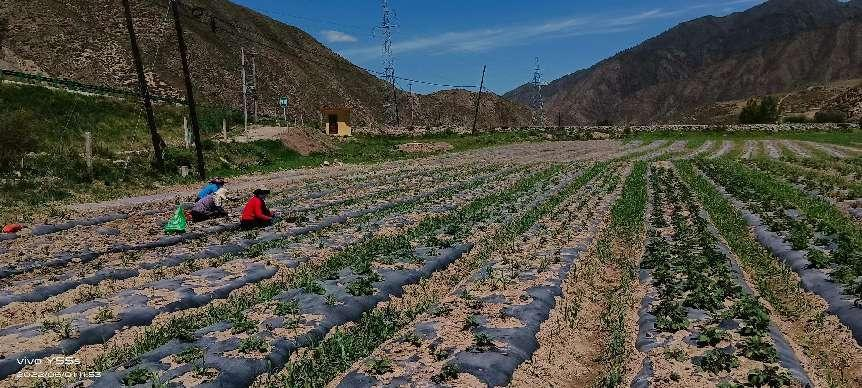 夏河县切实加强田间管理促进农作物生长确保农业丰产增收