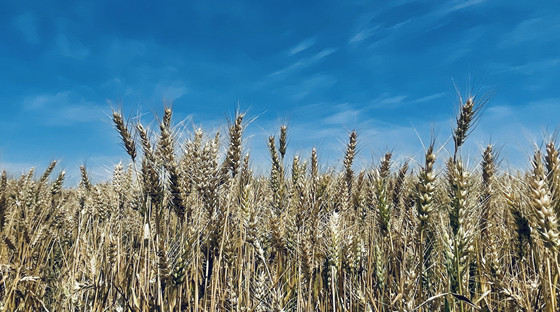 全省预计完成小麦机收面积960万亩