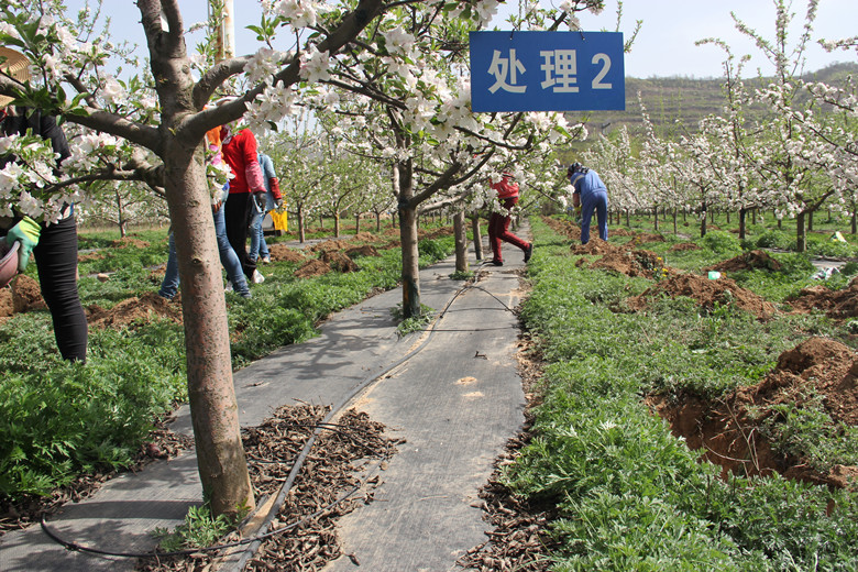 秦州区坚持五原则实施2022年化肥减量增效项目