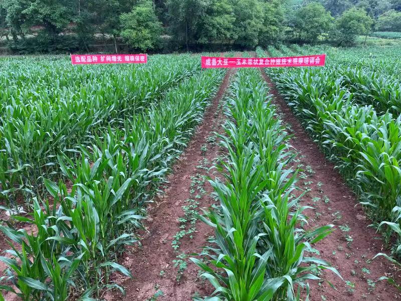 成县今年在部分乡镇开展百亩高产示范攻关方