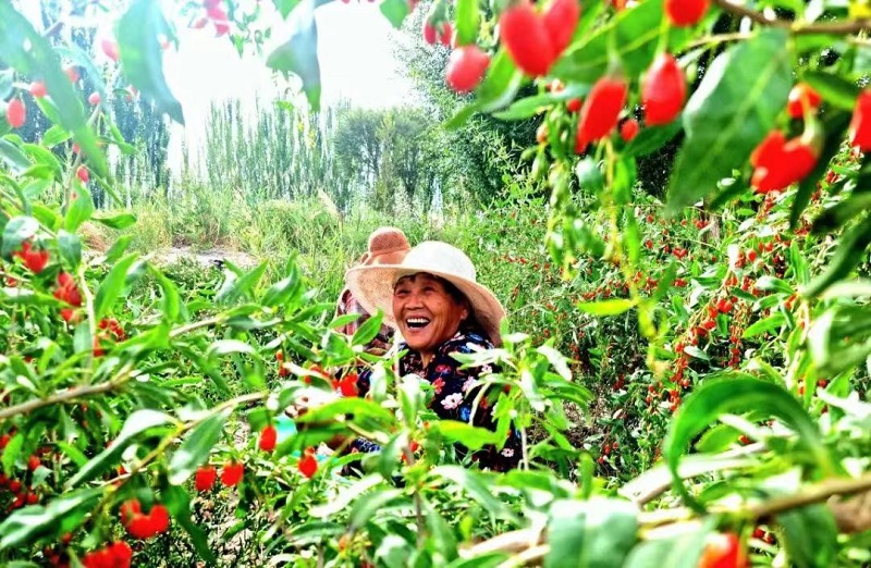 瓜州：“红果果”为乡村振兴添动力