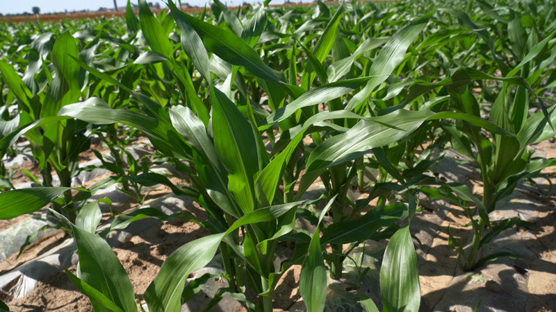 秦州区建立玉米大豆复种化肥深施增锌减肥示范带